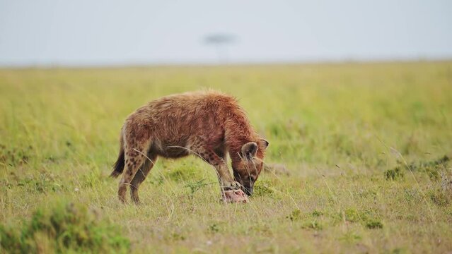 Scavenger Hyena feeding on the bones of animal prey, ripping meat and fur from carcus in close up of African Wildlife in Maasai Mara National Reserve, Kenya