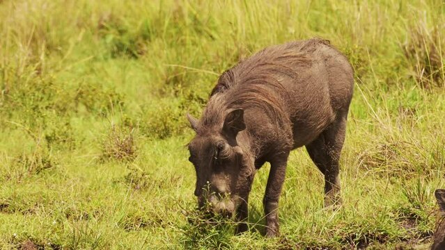 Slow Motion Shot of Warthog playing and wallowing next muddy puddle, cooling off, African Wildlife in Maasai Mara National Reserve, Kenya, Africa Safari Animals in Masai Mara North Conservancy