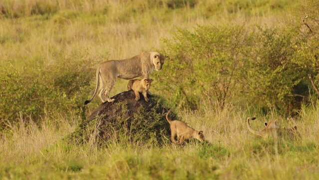 Slow Motion Shot of Mother and cubs search across the African plains for food, family Wildlife in Maasai Mara National Reserve, Kenya, Africa Safari Animals in Masai Mara North Conservancy