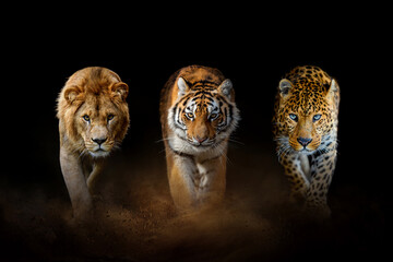 Lion, tiger and leopard, together on a black background