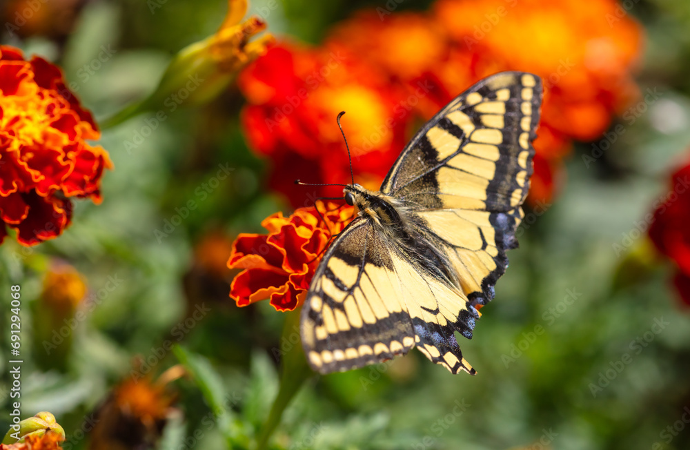 Sticker Close-up of a butterfly on an orange flower in nature