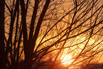 Obraz premium Bare tree branches at sunset in winter