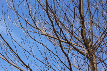 Dead branch's with blue sky