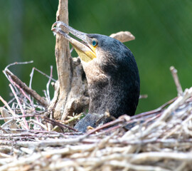Portrait of a cormorant in a nest