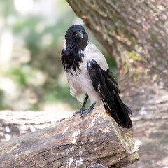 Portrait of a magpie in nature