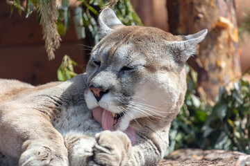 A puma licks its tongue at the zoo
