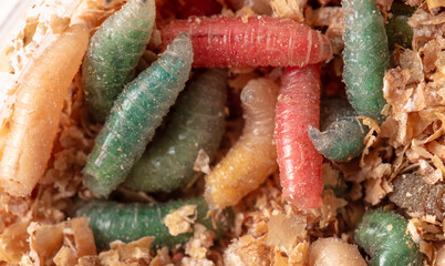 Multi-colored maggots in sawdust as a background. Macro