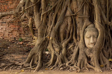 Buddha head in tree from Ayutthaya