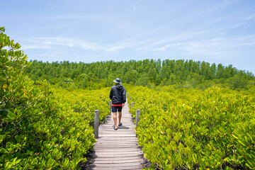 Male tourist walks on a wooden bridge amidst colorful mangrove forest nature.