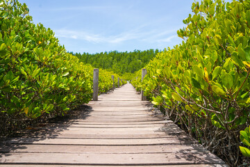 Fototapeta na wymiar wooden path way in the mangroves jungle and blue sky background.