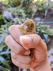 bird in hand