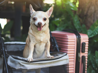 brown short hair chihuahua dog standing in pet stroller with pink suitcase in the garden. Smiling...