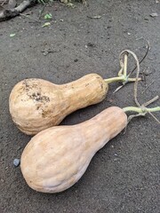 Butternut squash, organic produce, pale orange gourds, curved neck squash, harvest season, earthy tones, rustic setting, textured skin, farm fresh vegetables, natural lighting, garden grown, culinary 
