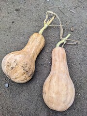 Butternut squash, organic produce, tan gourds, textured skin, earthy tones, concrete background, natural lighting, farm fresh vegetables, rustic aesthetic, harvest season, closeup photography