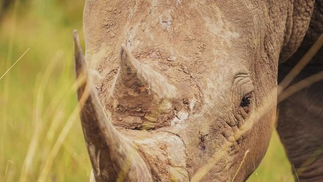 Rhino closeup detail of horn and eye while grazing tall grasslands in Masai Mara North Conservancy, African Wildlife in Maasai Mara National Reserve, Kenya