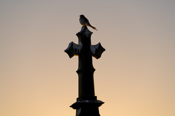 A silhouette of a bird perched on an elaborate headstone in the dawn light