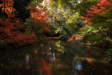 川崎市・生田緑地の紅葉（水面と光芒）