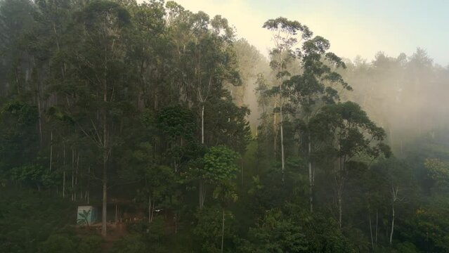 Aerial Drone Shot Around Trees on Misty Morning in Sri Lanka Near Nine Arches Bridge