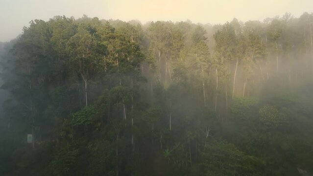 Pullback Establishing Aerial Drone Shot from Trees in Thick Mist in Ella Sri Lanka Sunrise Golden Hour near 9 Arches Bridge