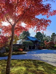 autumn in kyoto