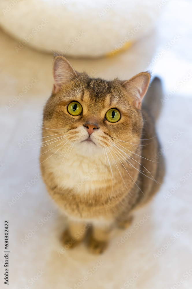 Sticker Yellow British Shorthair cat, indoor shot