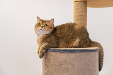 British shorthair cat lying on cat climbing frame