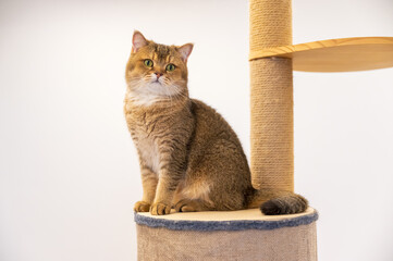 British shorthair cat sitting on cat climbing frame