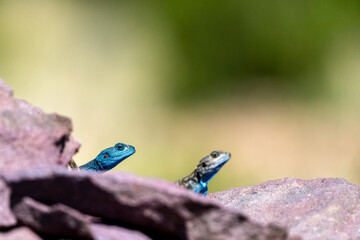 Sinai Agama, Pseudotrapelus sinaitus. The Asir Mountains, Saudi Arabia.