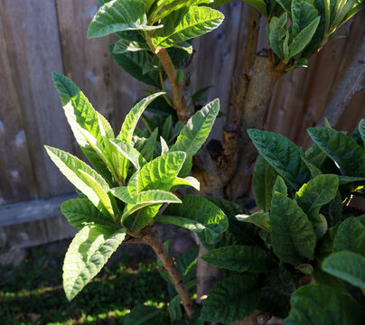 View of young loquat tree leaves widely used in the preparation of oriental teas.