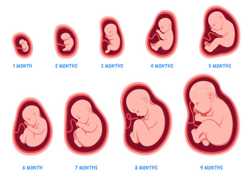 Stages of pregnancy. Fetal development process, human embryo growth cycle, nine months stages, foetus in womb, gynecology, human reproduction, isolated illustration, tidy vector set