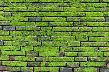 The surface of the brick wall has, moss is a plant that has a mechanism for trapping dust. and can be turned into fertilizer for itself It's comparable to a durable air purifier. It is also a plant th
