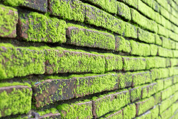 The surface of the brick wall has, moss is a plant that has a mechanism for trapping dust. and can be turned into fertilizer for itself It's comparable to a durable air purifier. It is also a plant th - obrazy, fototapety, plakaty