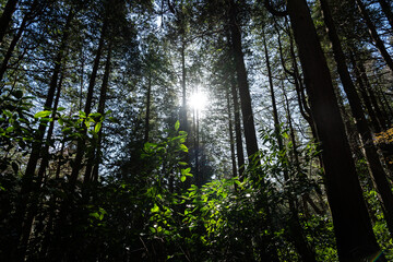 自然・山の中の風景