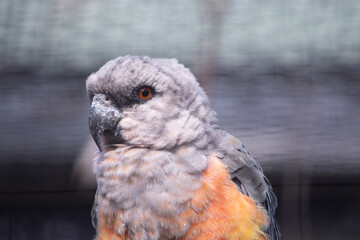 The red-bellied parrot is a small African parrot It is a mostly greenish and grey parrot. © susan flashman