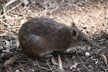 Naklejka na ściany i meble Bandicoots are about the size of a rabbit, and have a pointy snout, humped back, thin tail and large hind feet