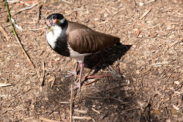 the lapwing has a black cap and broad white eye-stripe, with a yellow eye-ring and bill and a small...