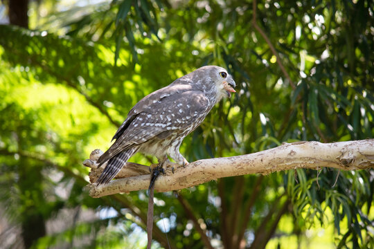 The barking owl has bright yellow eyes and no facial-disc. Upperparts are brown or greyish-brown, and the white breast is vertically streaked with brown.