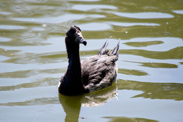the black swan has black feathers edged with white on its back and is all black on the head and neck.. the juvenile black swan does not have his red beak with a white stripe
