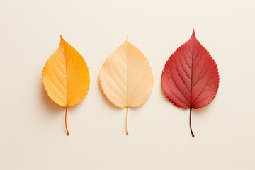 a group of four different colored leaves on a white surface