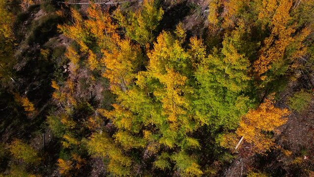 Birds Eye view Colorado aspen tree colorful yellow red orange forest with green pine trees early fall Rocky Mountains Breckenridge Keystone Copper Vail Aspen Telluride Silverton Ouray up slowly motion