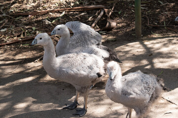 the cape barren gosling doesnot have all the parents marking especially the yellow beak
