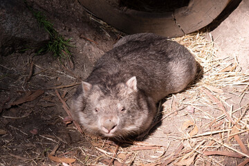 The Common Wombat has a large nose which is shiny black, much like that of a dog. The ears are relatively small, triangular, and slightly rounded.