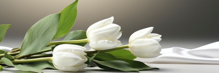Three White Tulips Pointing Right, Banner Image For Website, Background, Desktop Wallpaper
