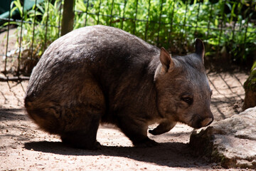 The Common Wombat has a large nose which is shiny black, much like that of a dog. The ears are relatively small, triangular, and slightly rounded.