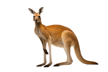 Graceful Kangaroo Showcase On Transparent Background