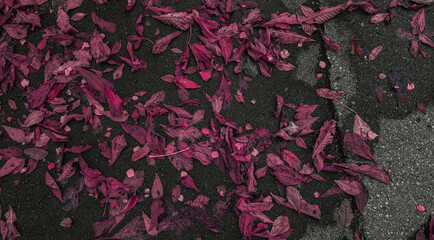 pink leaves on sidewalk. top view of pink leaf on the road. a background of fantasy leaves fallen to the ground. tree leaf falling on the sidewalk