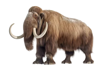 Fotobehang Stunning Woolly Mammoth Pose On Transparent Background © noman