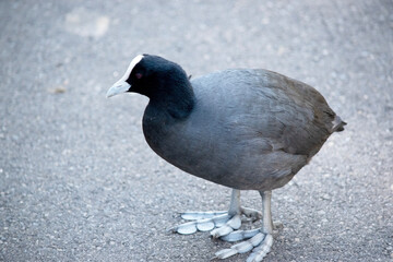 The Eurasian coot is a black sea bird with a white frontal shield