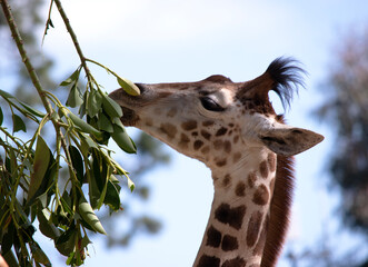 The giraffe is the tallest of all mammals. The legs and neck are extremely long. The giraffe has a short body, a tufted tail, a short mane, and short skin-covered horns.