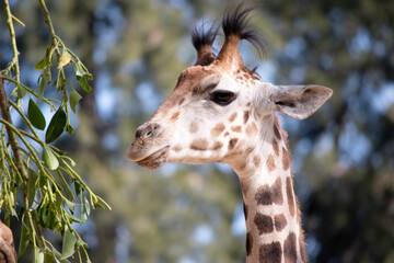 The giraffe is the tallest of all mammals. The legs and neck are extremely long. The giraffe has a short body, a tufted tail, a short mane, and short skin-covered horns.